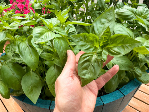 Male hand holding some fresh organic basil leaves that show minor damage from insects during the summer season