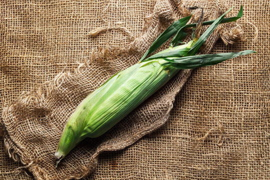 Fresh ear of corn in its green husk resting on rustic burlap fabric with a natural farm-inspired presentation.