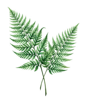Green fern leaf isolated on white background for botanical design and nature themes