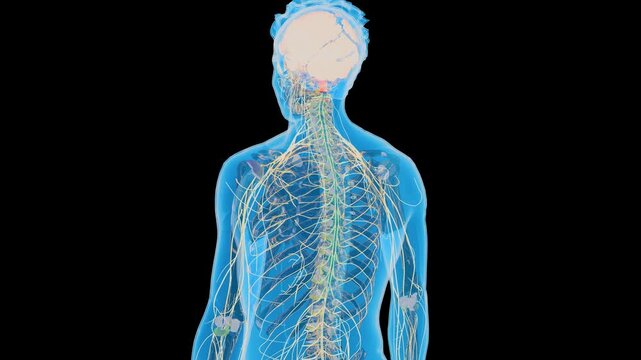 Human nervous system with Brain, Human Central Nervous System, spinal cord and extensive neural network, 3D Medical Animation, X-Ray Body, 3D Render
