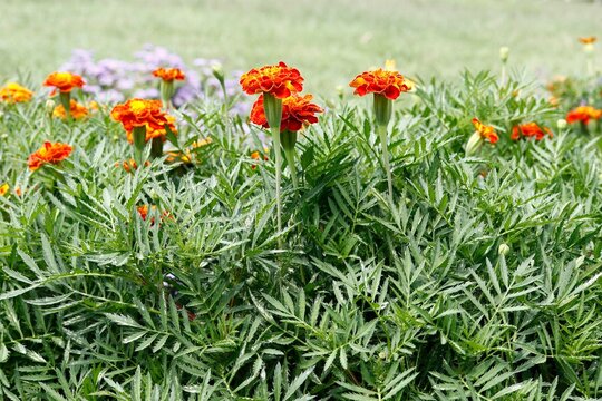 Field of of marigolds and other flowers