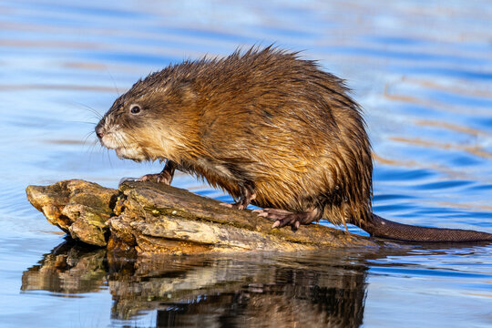 Muskrat Standing on a Log in Freshwater Habitat