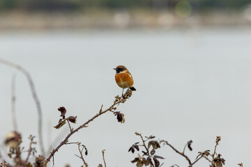 Fototapeta premium Male European stonechat by the water