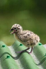 Young gull chick on green roof open beak speckled feathers © Dmitry