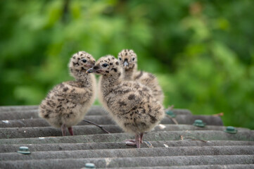 Fluffy gull chicks on corrugated roof amid green foliage © Dmitry