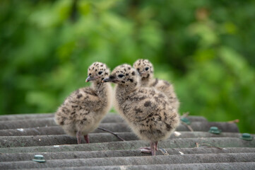 Fluffy gull chicks on corrugated roof amid green foliage © Dmitry