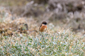 Fototapeta premium Male European stonechat in coastal saltmarsh
