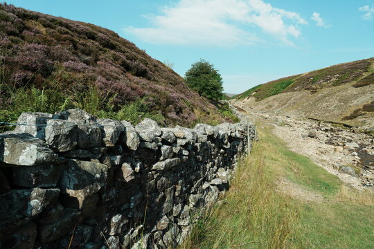 Heather in bloom at Surrender Bridge, Swaledale, Yorkshire Dales, North Yorkshire, UK