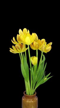 Time-lapse of a bouquet of yellow Standard tulips wilting and fading in a vase, from fresh blooms to drooping flowers, isolated on a black background. Vertical footage.