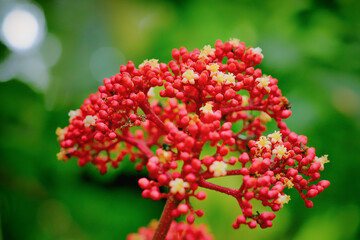 Fototapeta premium Leea rubra red leea plant with vibrant red inflorescence cluster and small blooming flowers, detailed macro photography of tropical Asian shrub in natural outdoor light, close up 