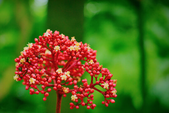Leea rubra red leea plant with vibrant red inflorescence cluster and small blooming flowers, detailed macro photography of tropical Asian shrub in natural outdoor light, close up
