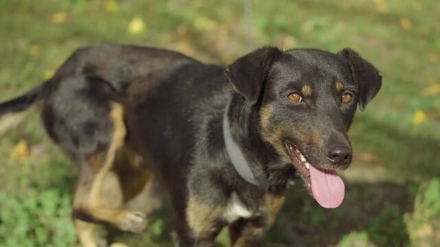 Black and brown dog with a collar stands outdoors, playfully wagging its tongue, scratching its side, and turning its head while surrounded by green grass and scattered autumn leaves