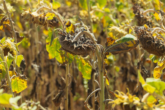 Champ de tournesols fan&eacute;s sous une chaleur intense, avec des fleurs courb&eacute;es et des feuilles dess&eacute;ch&eacute;es, t&eacute;moignant de la s&eacute;cheresse et des temp&eacute;ratures extr&ecirc;mes.