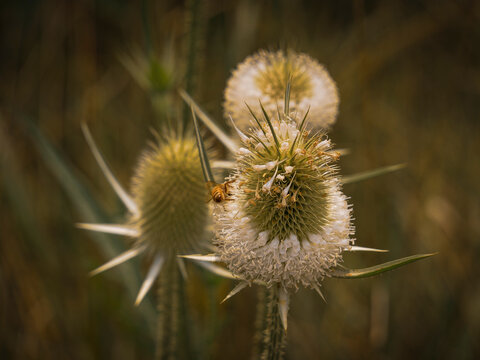 Macro close up of a honey bee pollinating prickly teasel flower heads with sharp spikes and green foliage in a field