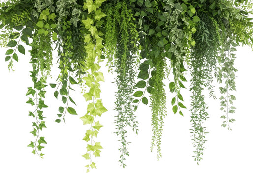 Hanging green ivy plants isolated on white background