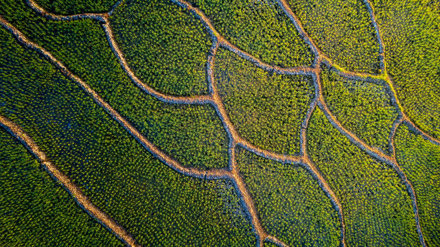 Aerial view of spider web-shaped rice fields with lush green crops and earthen paths in Bajawa, Nusa Tenggara Timur, Indonesia.