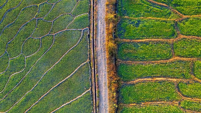 Aerial view of vibrant green rice paddies separated by a narrow dirt path and irrigation channel in Bajawa, Nusa Tenggara Timur, Indonesia.