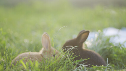 Two rabbits rest in the grass, highlighting the bond between different breeds of rabbits. Their fur blends beautifully into the green setting of the grassy field. © yudkowsky