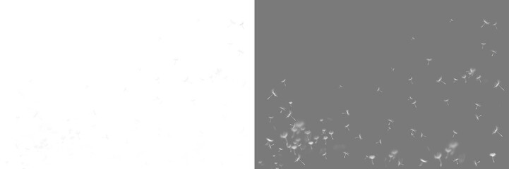 Fototapeta premium White blowing dandelion seeds png. Relea dandelion fluffy seeds. Dandolian overlay. Isolated dandelion seeds flying away freely in air. White dandelion seeds flying on transparent background 