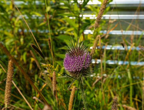 Common teasel, Dipsacus fullonum, displays a distinctive oval spiny flower head with a ring of tiny purple blossoms among tall grasses. Detailed botanical image highlights a striking wild plant valuab