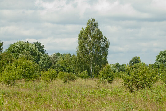 A photo of a summer landscape of a large birch tree with a white trunk and green leaves against a gray sky with a meadow in the foreground