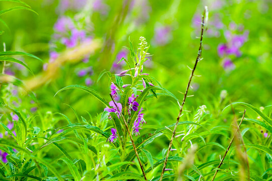 Green natural background, photo of green meadow grass and purple flowers