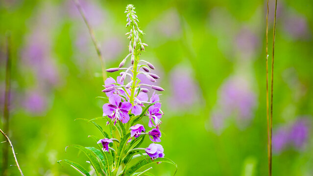 Green natural background, photo of green meadow grass and purple flowers