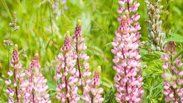 green natural background, pink meadow flowers on green grass background