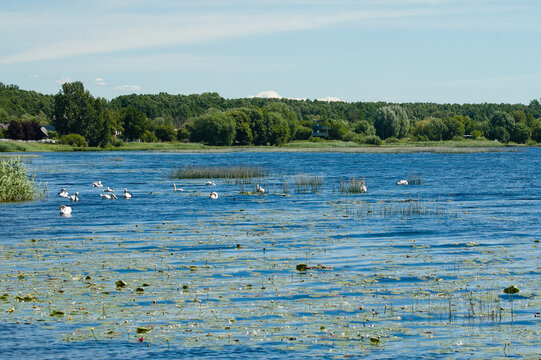 A river in summer, the photo shows the blue water of the river, a flock of swans, and green trees on the riverbank