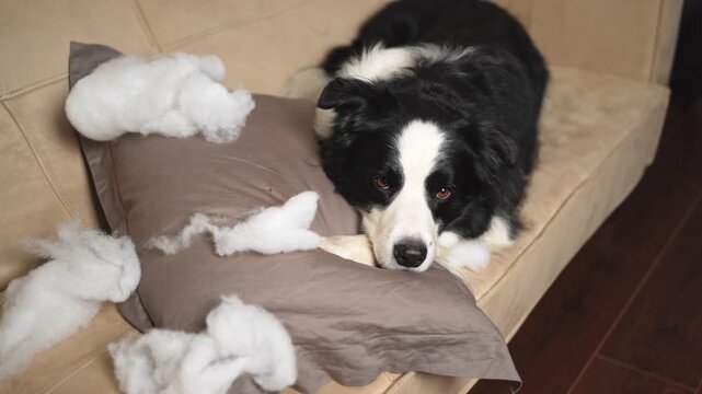 Naughty playful puppy dog border collie after mischief biting pillow lying on couch at home. Guilty dog and destroyed living room. Damage messy home and puppy with funny guilty look