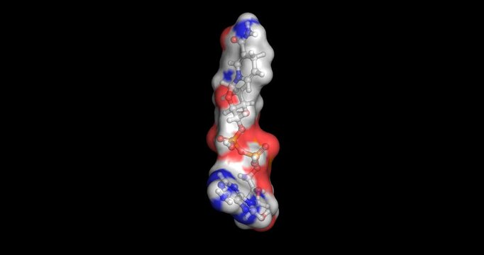 NADH, coenzyme for cellular respiration and energy metabolism, 3D molecule 4K spinning 