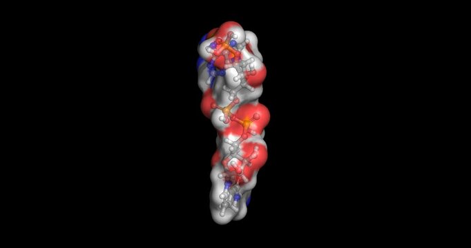 NADPH,  coenzyme for cellular redox and biosynthesis, 3D molecule 4K spinning 