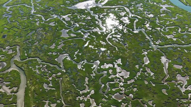 A myriad of channels meander through an extensive, sunlit salt marsh on the coast of Cape Cod, MA. Marshes provide critical habitat for many birds, fish, and invertebrates to feed, mate, and nest.