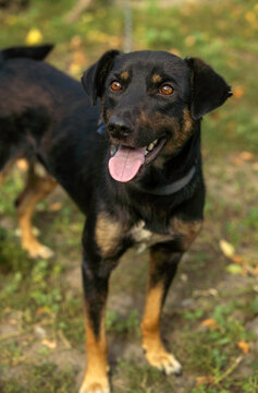 A friendly black and brown dog stands in a grassy area. The sun is shining, and trees are visible in the background. The dog seems happy and playful