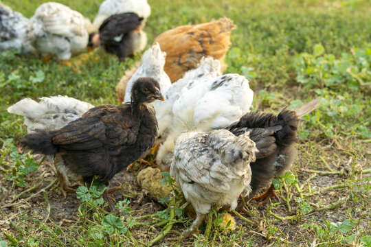 Chickens explore the grassy ground, searching for food during the afternoon. Various colors are present among the flock, showing their natural behavior in a rural area