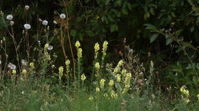 Yellow toadflax wild flowers (Linaria vulgaris) growing among green field vegetation, wide shot, natural lighting. Resilience and Sustainability.
