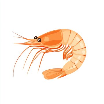 Shrimp shrimp illustration seafood.