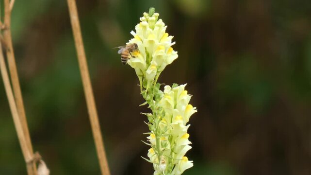 Small honeybee (Apis mellifera) foraging on yellow toadflax flower, close-up, sunlight. Pollination and Hard Work.