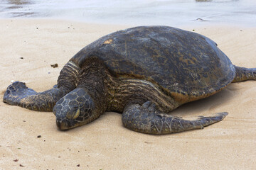 turtle beach hawaii 2014 tired mama turtle rests before laying eggs.  © Paul
