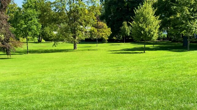 green grass close up in the park