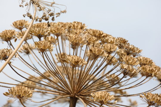 Sosnowsky's hogweed plant with dried flower heads and stems against a pale sky, showcasing its distinctive umbrella-like structure and intricate details