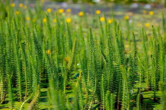 Selective focus of lush green leaves plant in the pond, Hippuris vulgaris, known as mare's tail is a common aquatic flowering plant in the family Plantaginaceae, Natural greenery pattern background.