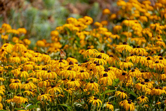 Selective focus of golden yellow flowers in garden, Rudbeckia fulgida the orange coneflower or perennial coneflower is a species of flowering plant in the family Asteraceae, Natural floral background.