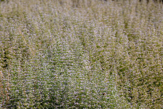 Selective focus of Clinopodium nepeta flowers in the garden, Lesser calamint is a perennial herb of the mint family known for having fragrant, Grey green, Oregano like leaves with a pennyroyal smell.
