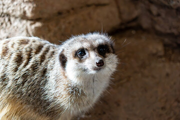 Naklejka premium Close-up meerkat face peering forward with dark eye patches