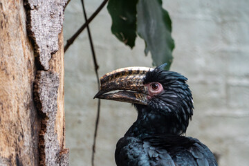 Black hornbill with curved beak perched against weathered tree bark © Piotr