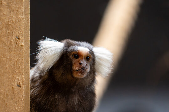 Common marmoset peeking out with tufted white ears in dappled light