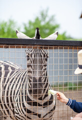 Naklejka premium Zebra in a zoo enclosure interacts with a visitor offering food, featuring a blurred background of trees and a wooden fence
