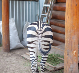 Naklejka premium Zebra positioned in a barn setting, displaying its unique striped pattern, with wooden posts and a ladder visible in the background