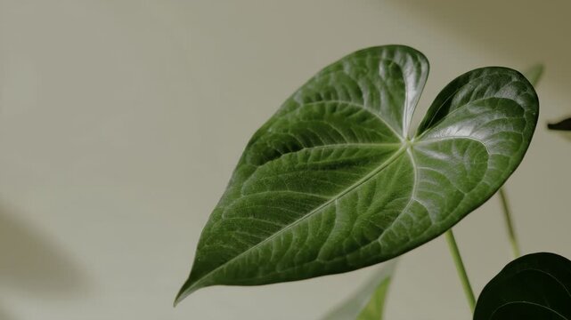 Heart shaped anthurium leaf with prominent veins.